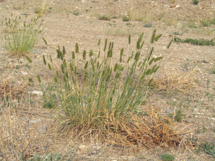 Житняк гребневидный Agropyron pectinatum