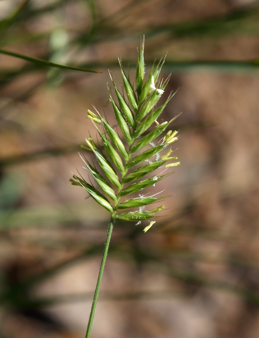 Житняк гребенчатый Agropyron cristatum