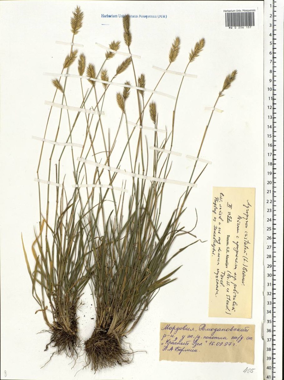 Житняк гребневидный agropyron pectinatum
