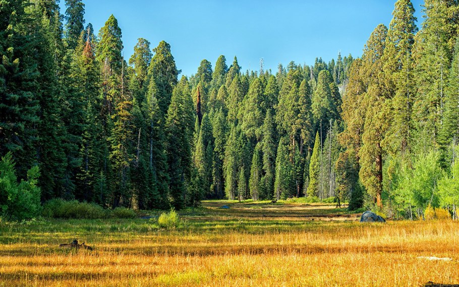 Пихтово-еловые леса Урала