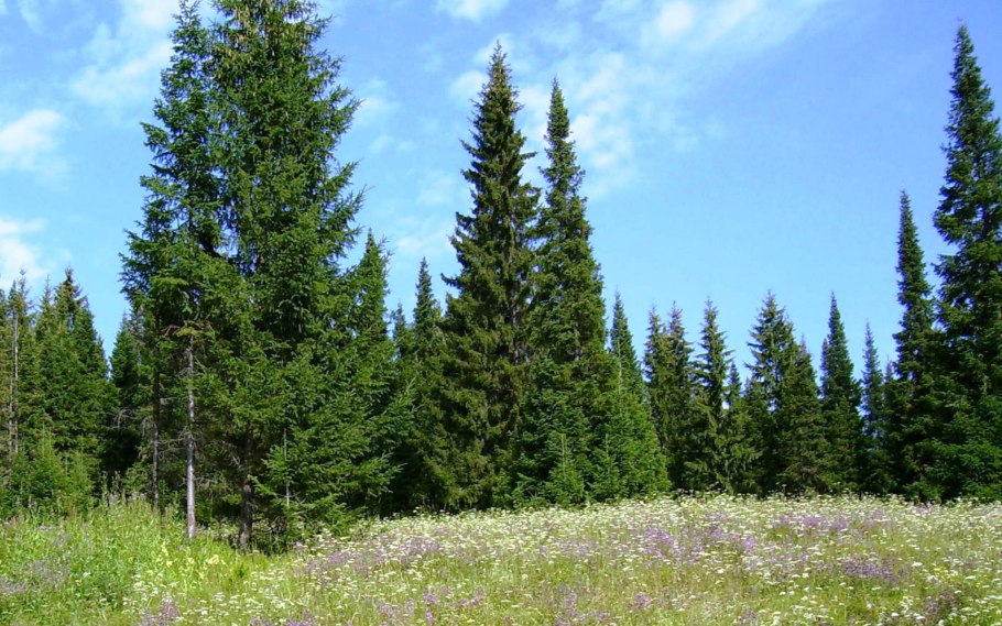 Тайга (хвойные леса) реки Сыктывкар