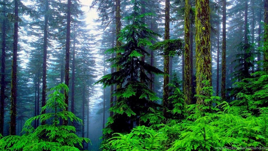 Евразийский хвойный лес