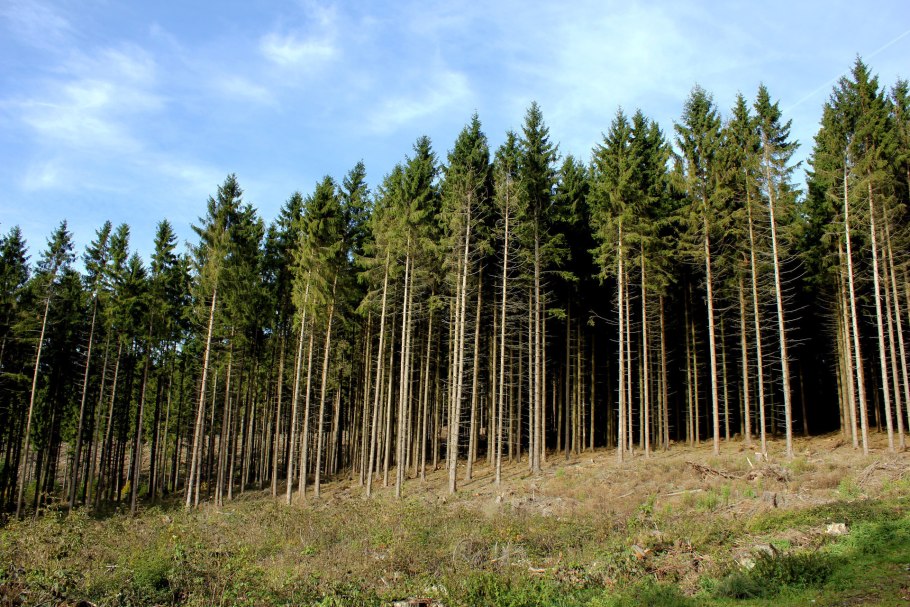 Хвойные смешанные широколиственные леса России