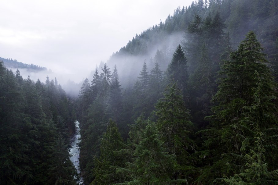 Тайга бореальные леса