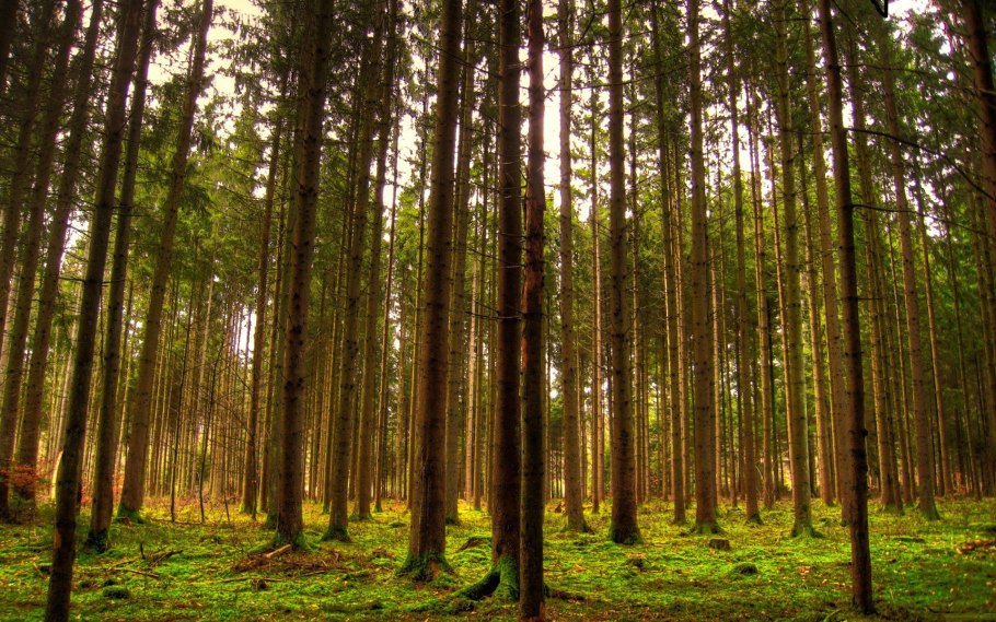 Пихта Сибирская Тайга