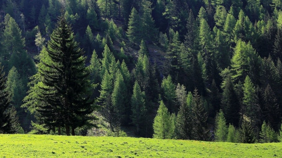 Хвойные леса