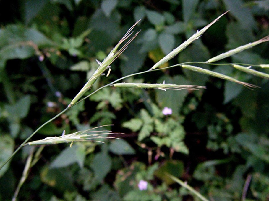 Brachypodium sylvaticum