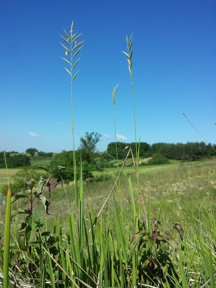 Злак коротконожка