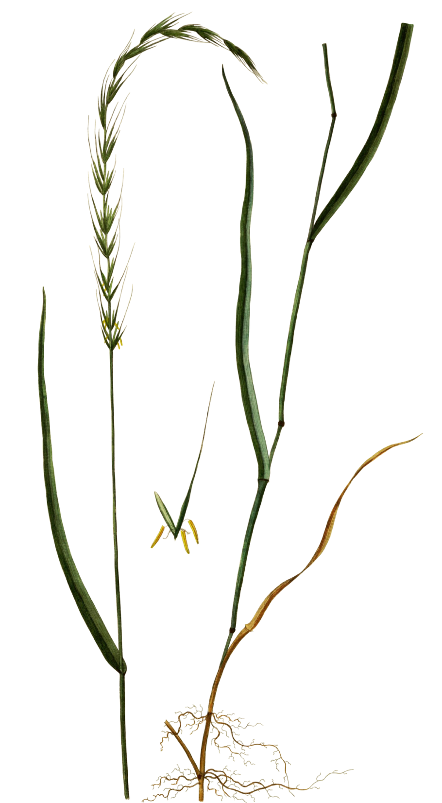 Щучка дернистая газон