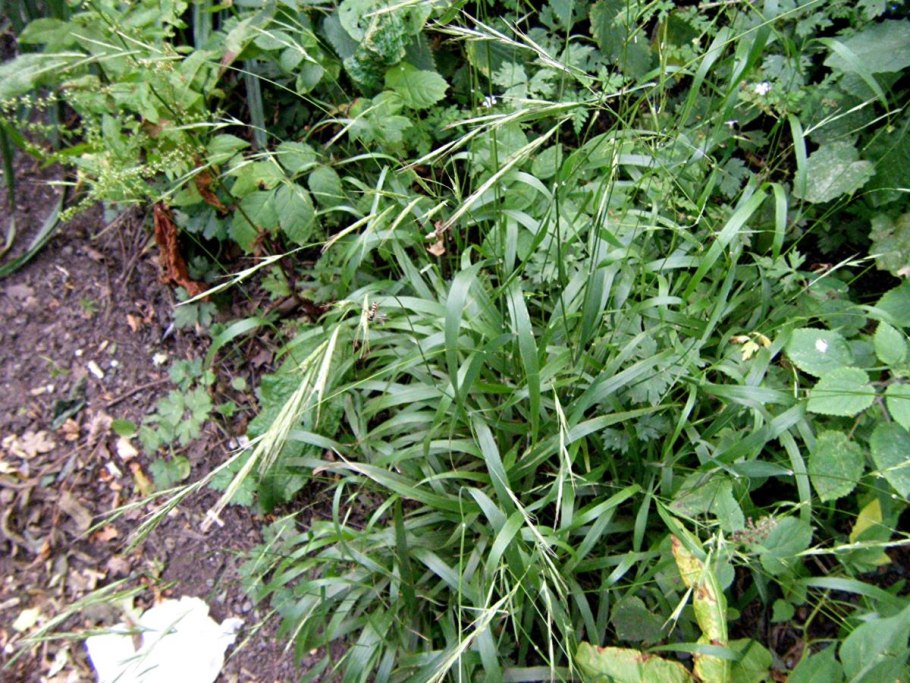 Осока Просяная