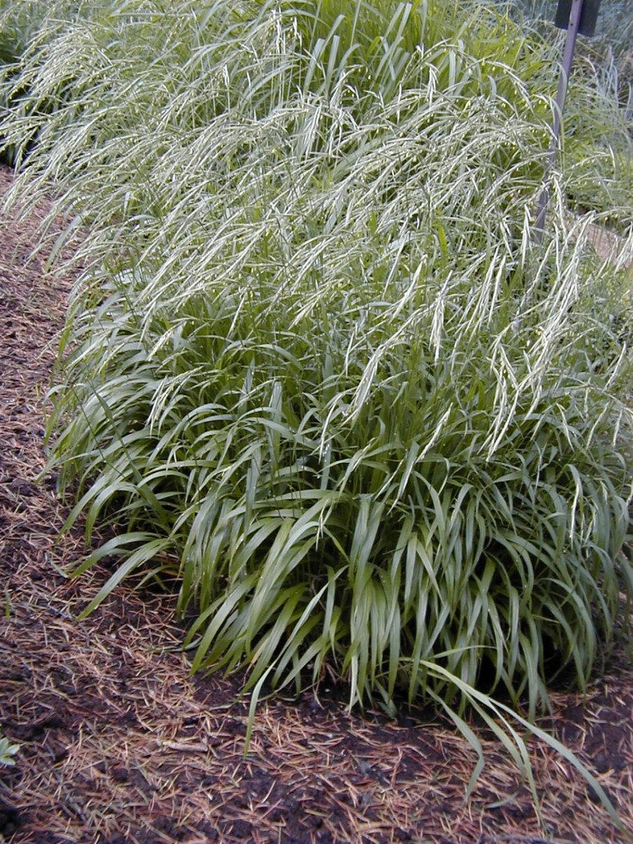 Ковыль гривастый