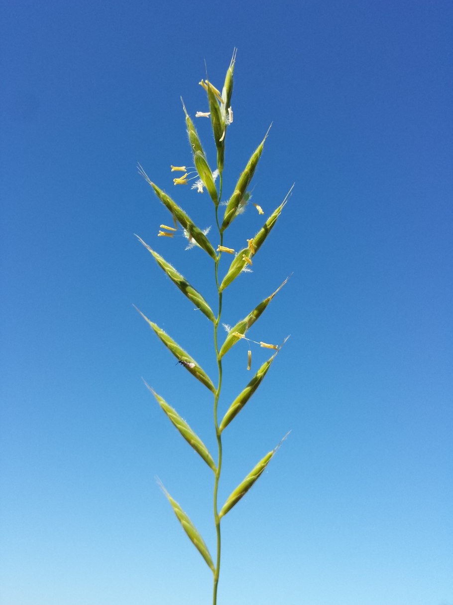Brachypodium pinnatum