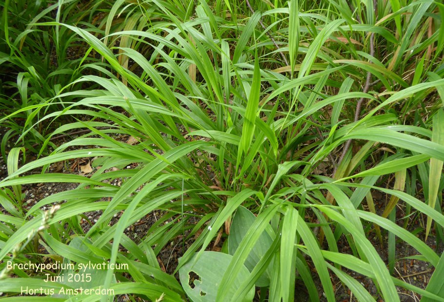Коротконожка перистая (Brachypodium pinnatum)