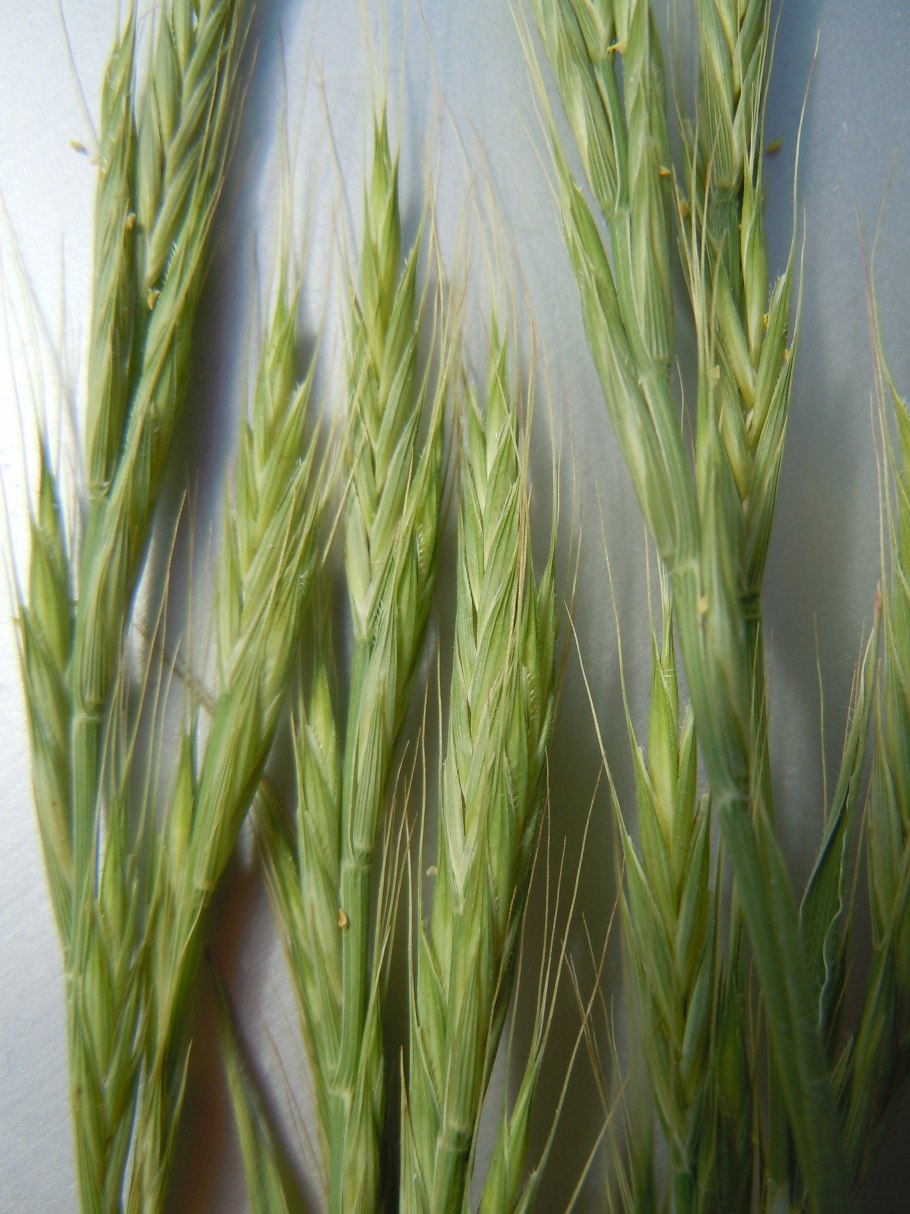 Trisetum flavescens