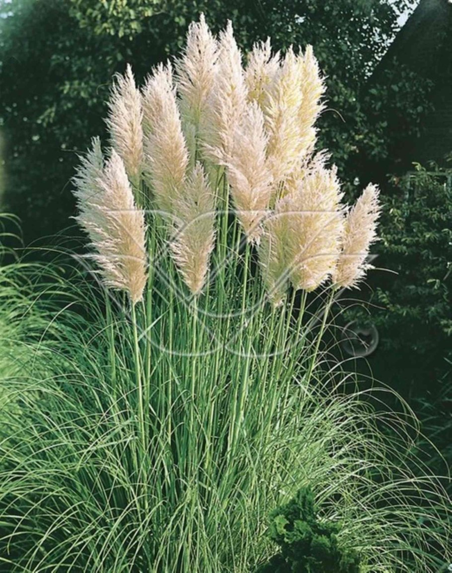 Осока щучка