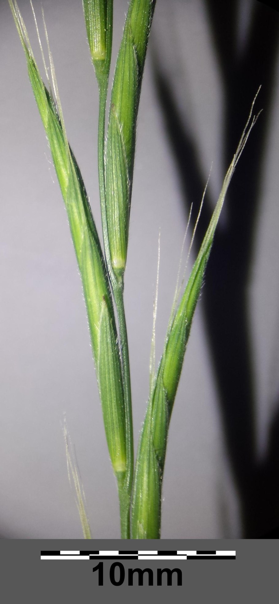 Райграс бульбоносный