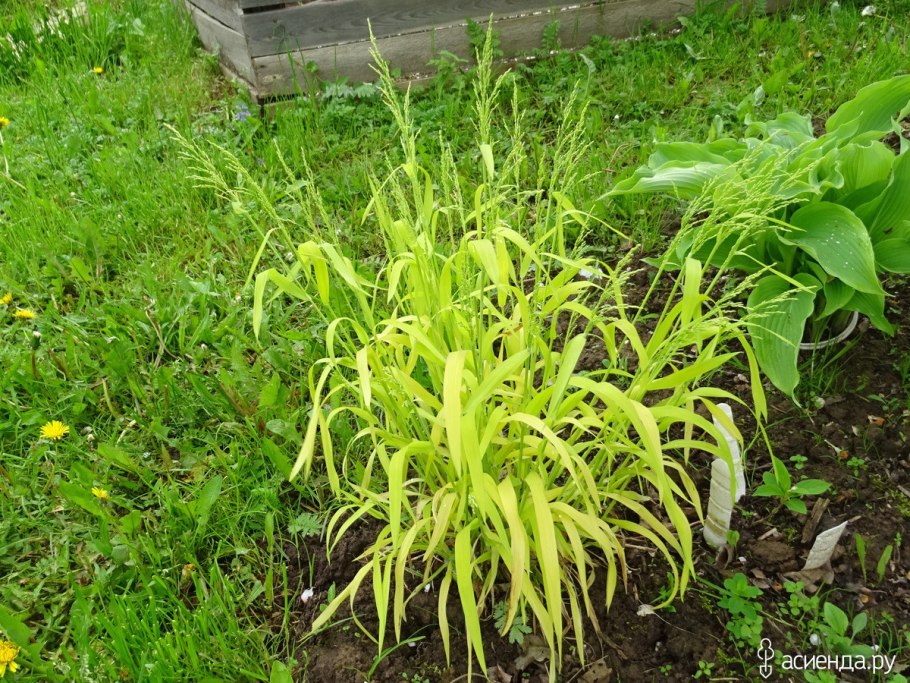 Brachypodium sylvaticum