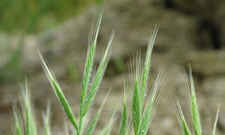 Коротконожка Лесная