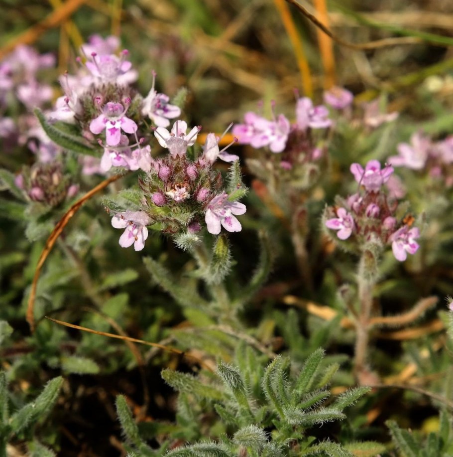 Тимьян меловой – Thymus cretaceus