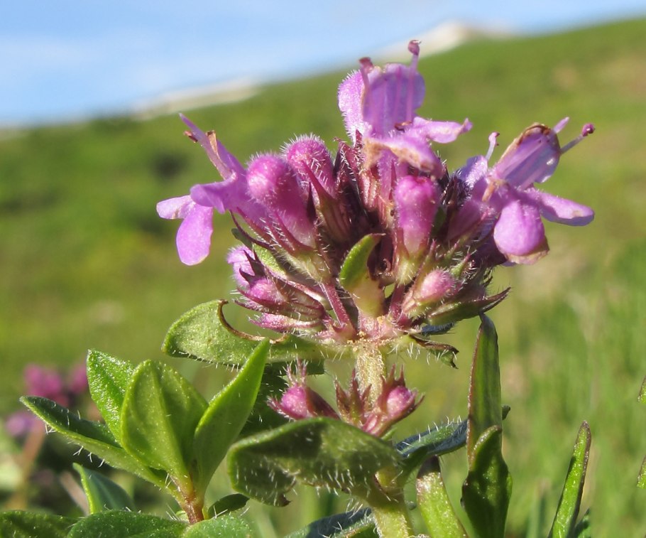 Тимьян, чабрец (Thymus)