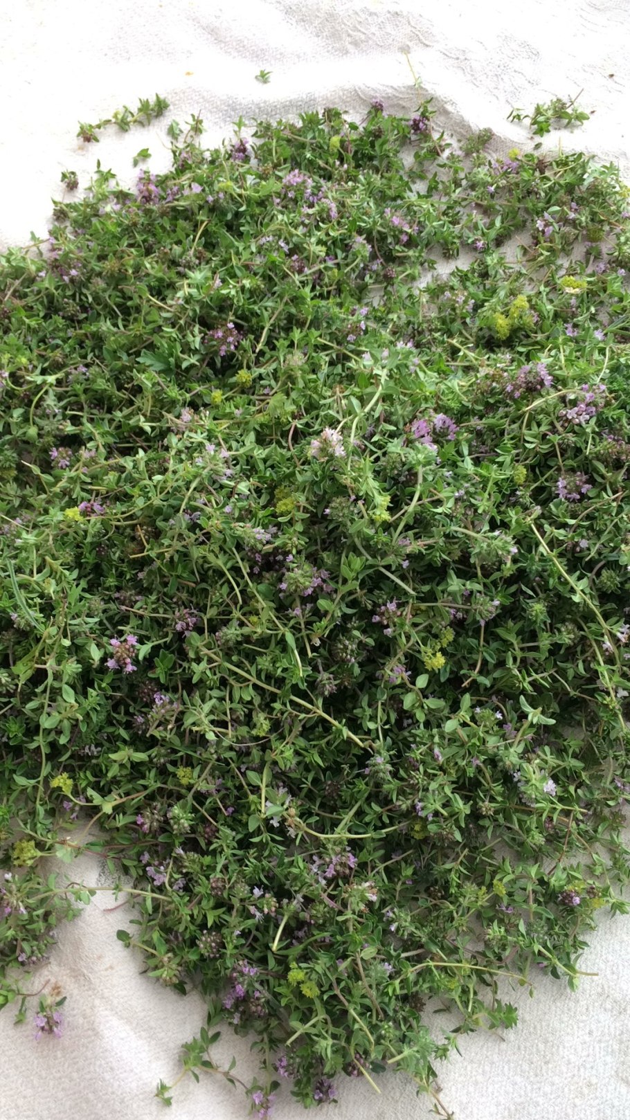 Тимьян ползучий (Thymus serpyllum) сиреневый