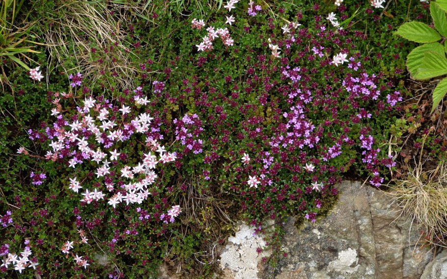 Тимьян ползучий (Thymus serpyllum)