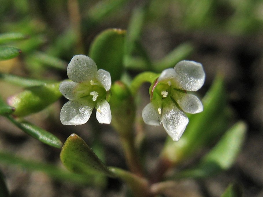 Банксия протея