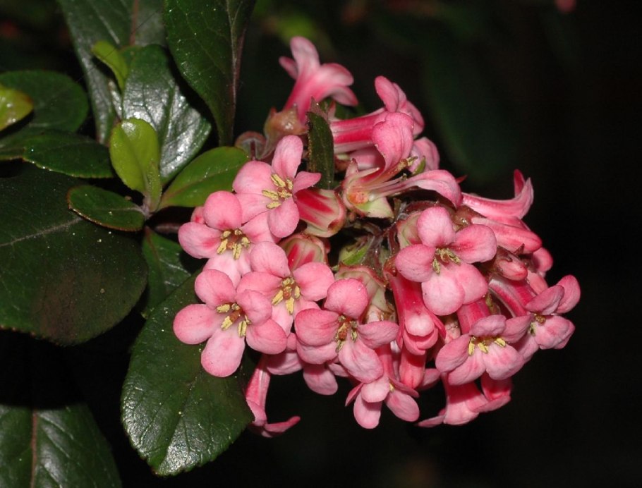 Эскаллония красная