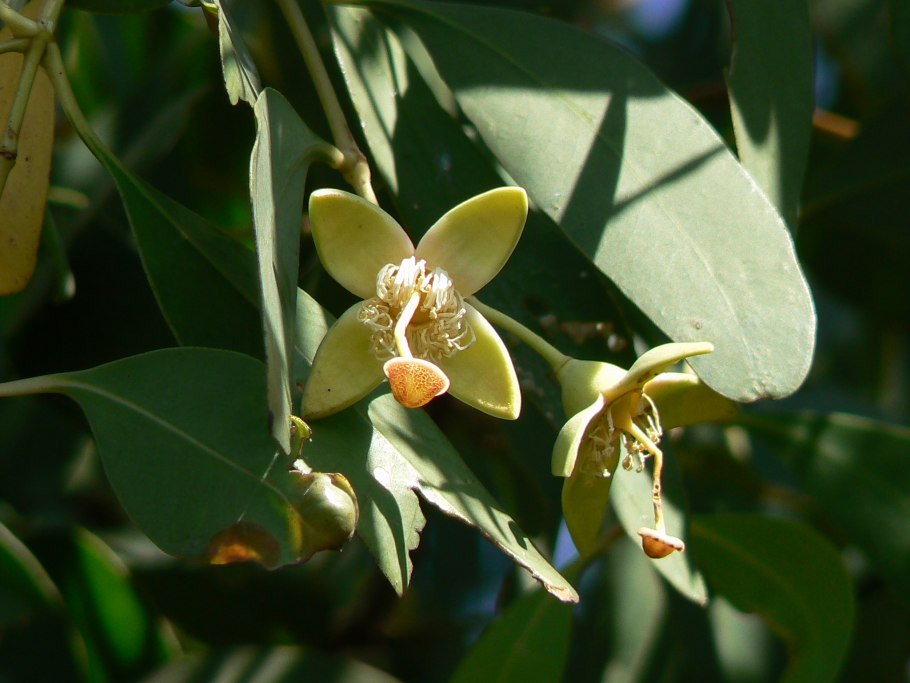 Перец шинус фисташковый
