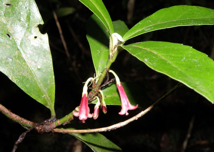 Alseuosmia macrophylla