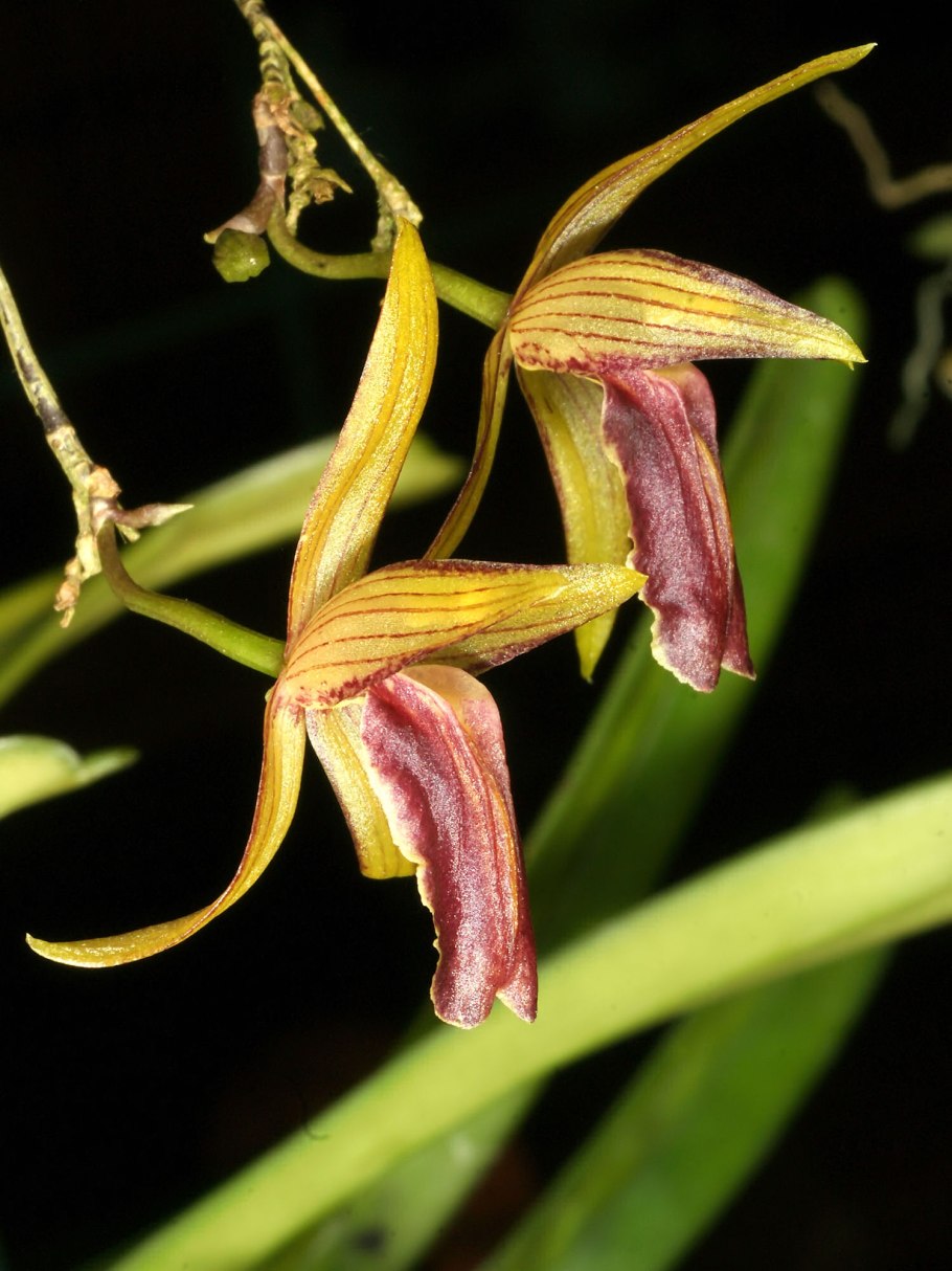 Дремлик кавказский