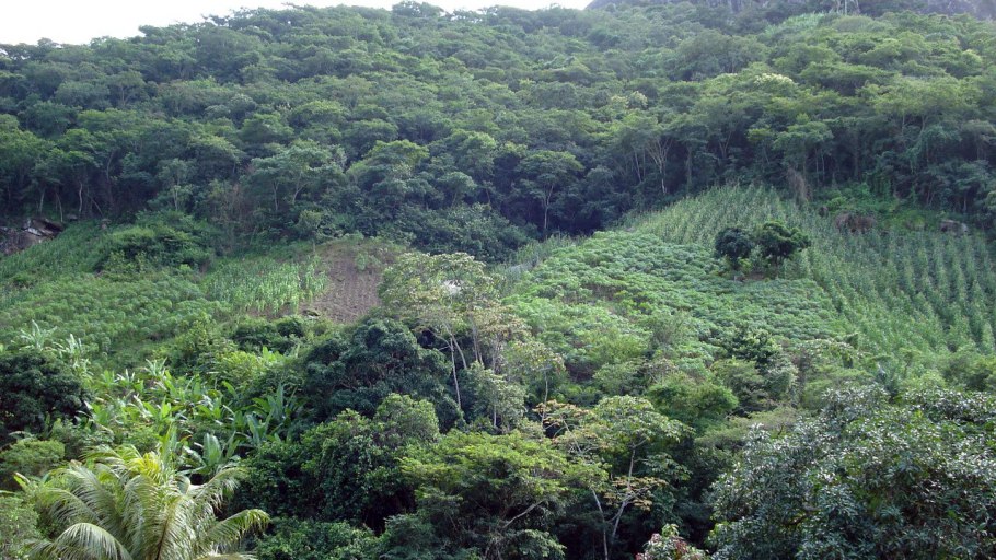 Бразилия природа Флора