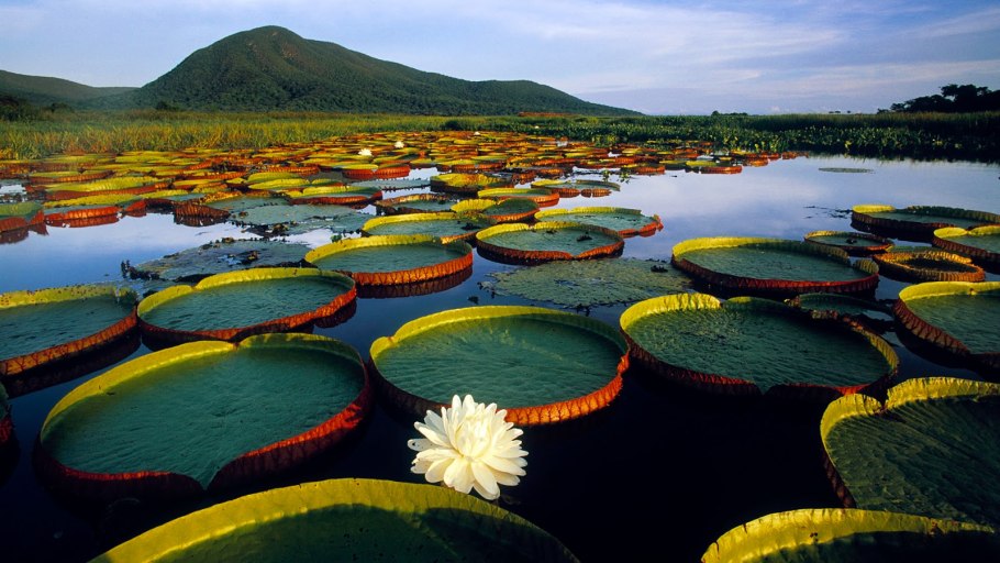 Пхукет огромные кувшинки