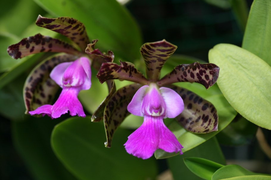 Цветы Бразилии