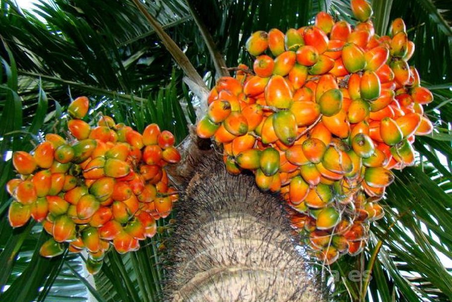 Персиковая Пальма (Bactris gasipaes) плоды