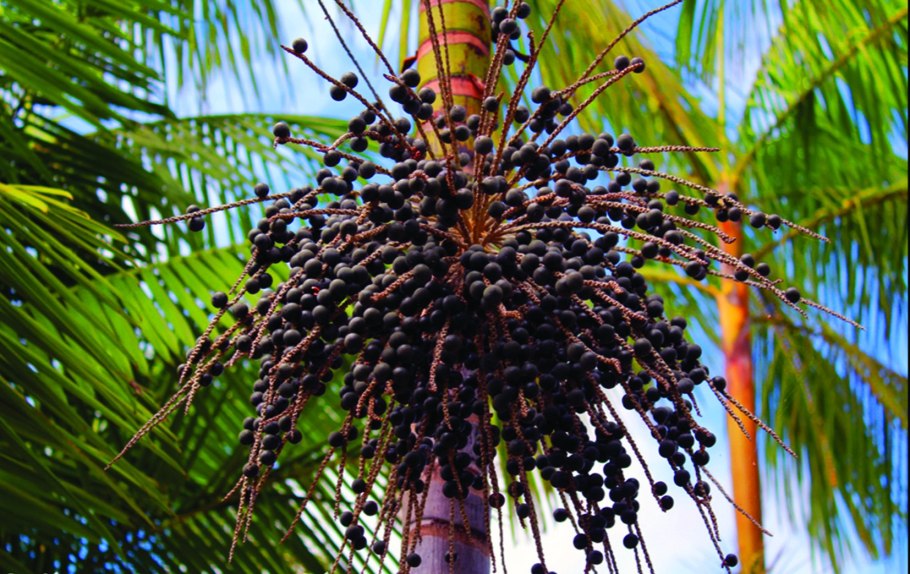 Бразильская ягода асаи