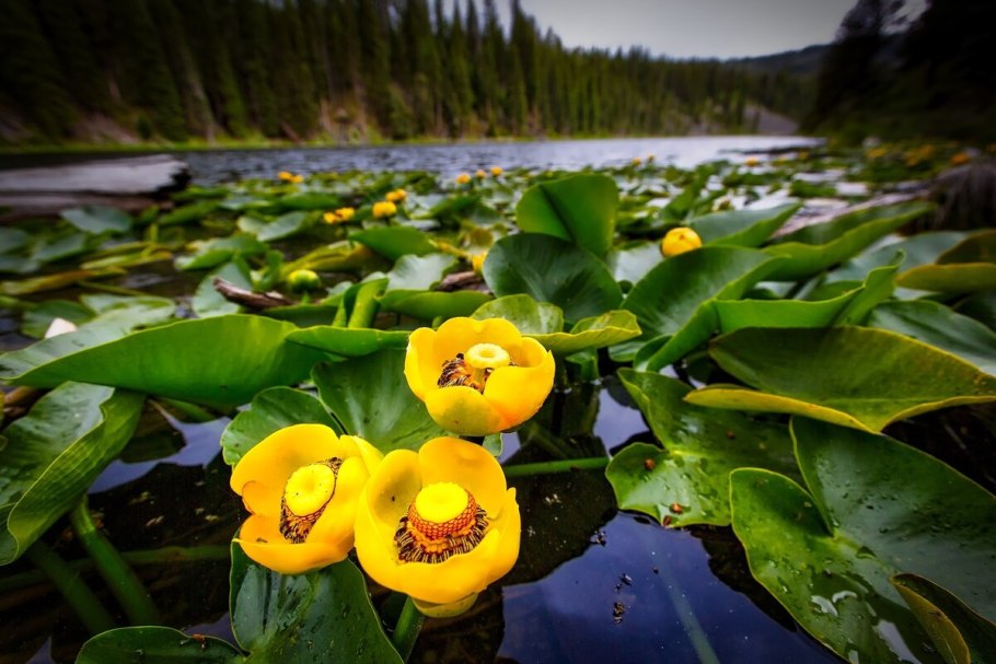 Кубышка желтая (Nuphar lutea)