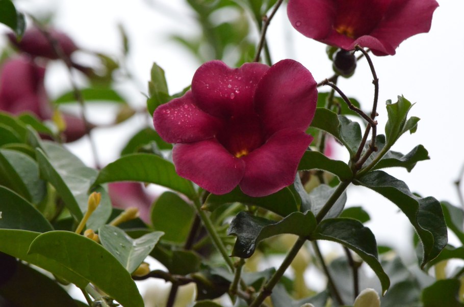 Цветы Бразилии