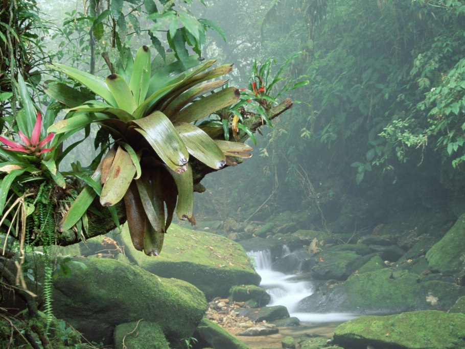 Тропические леса амазонки в Бразилии