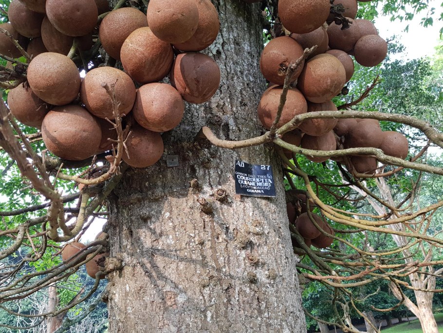 Курупита гвианская плоды