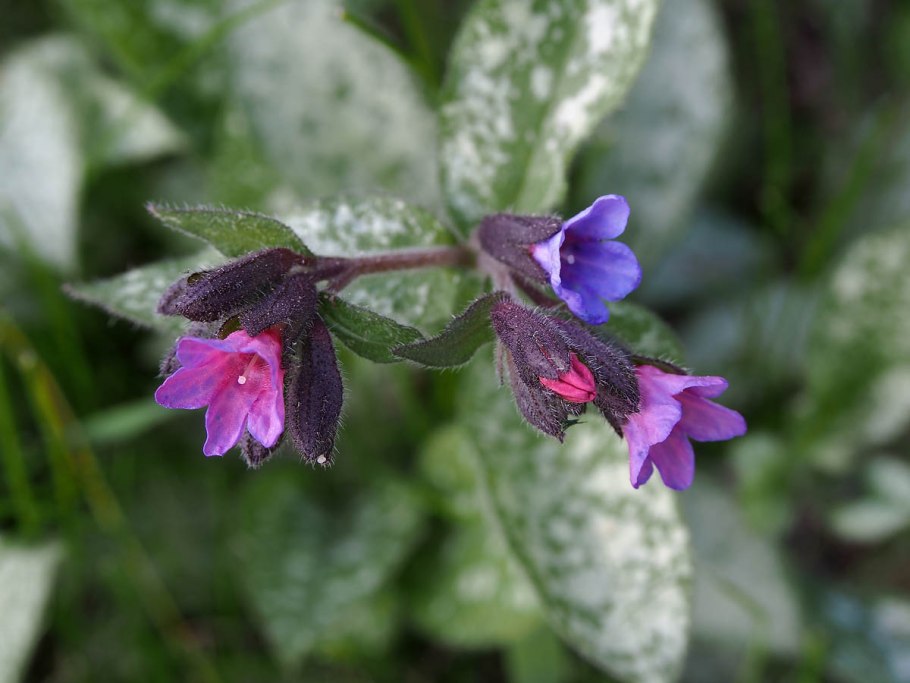 Pulmonaria Montana