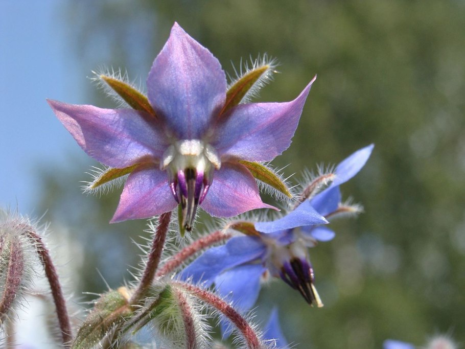 Borago officinalis