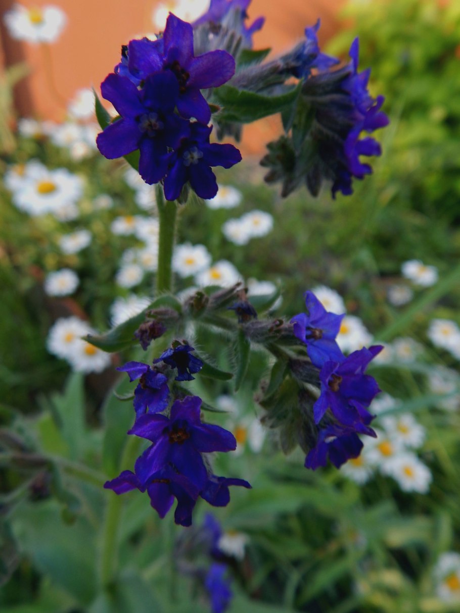 Бораго (огуречная трава)Гном