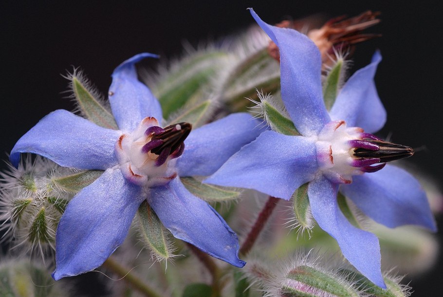 Цветы бораго в кулинарии