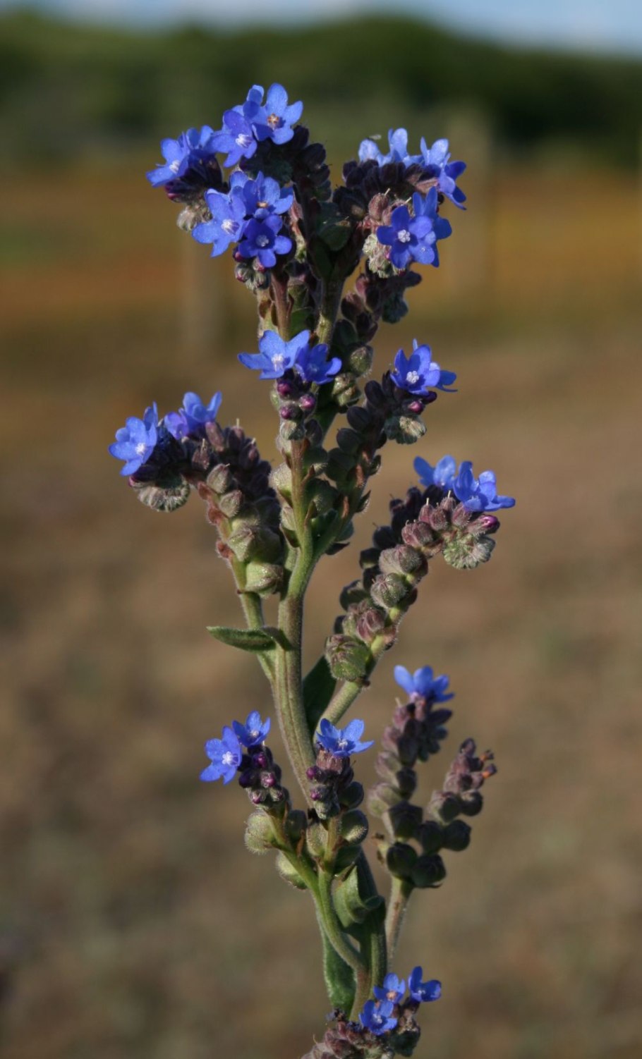 Незабудка Бурачниковые