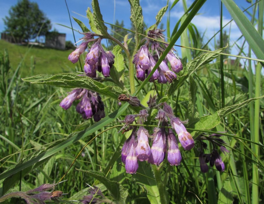 Бурачник огуречная трава