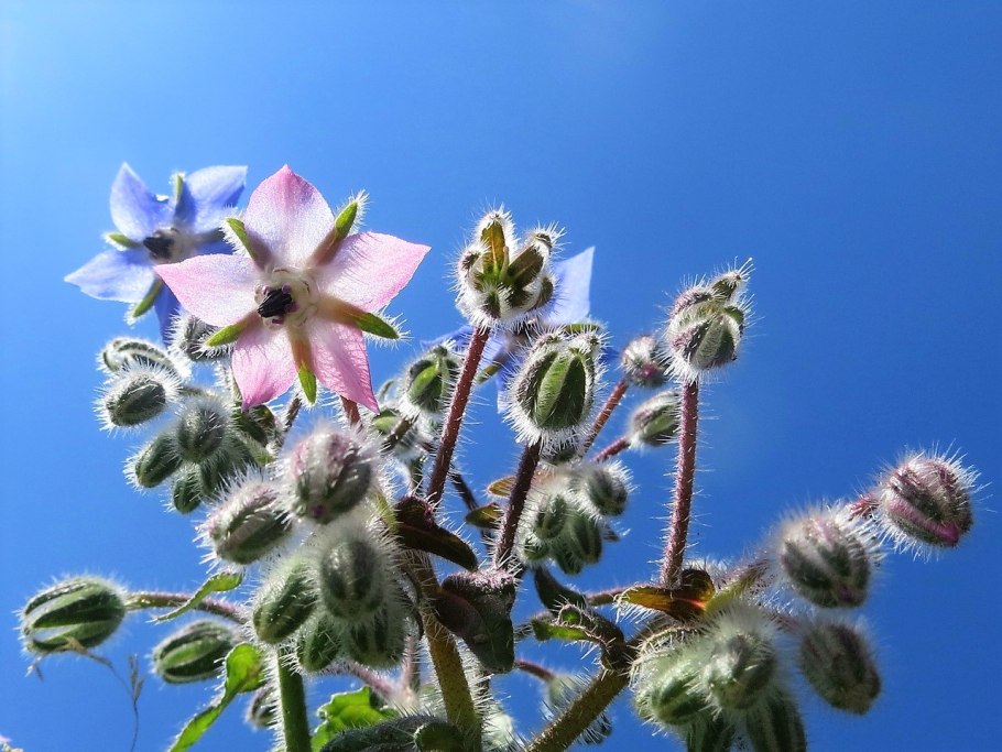Незабудка семейство Бурачниковые