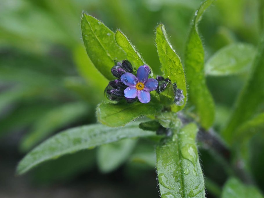 Незабудка Лесная Myosotis sylvatica