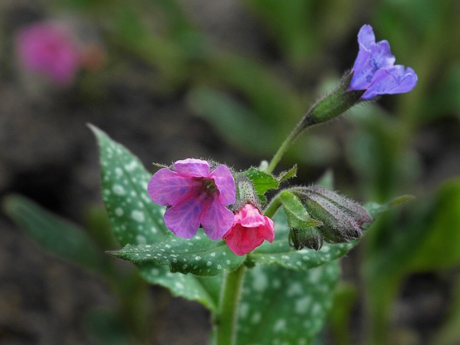 Бораго зелень