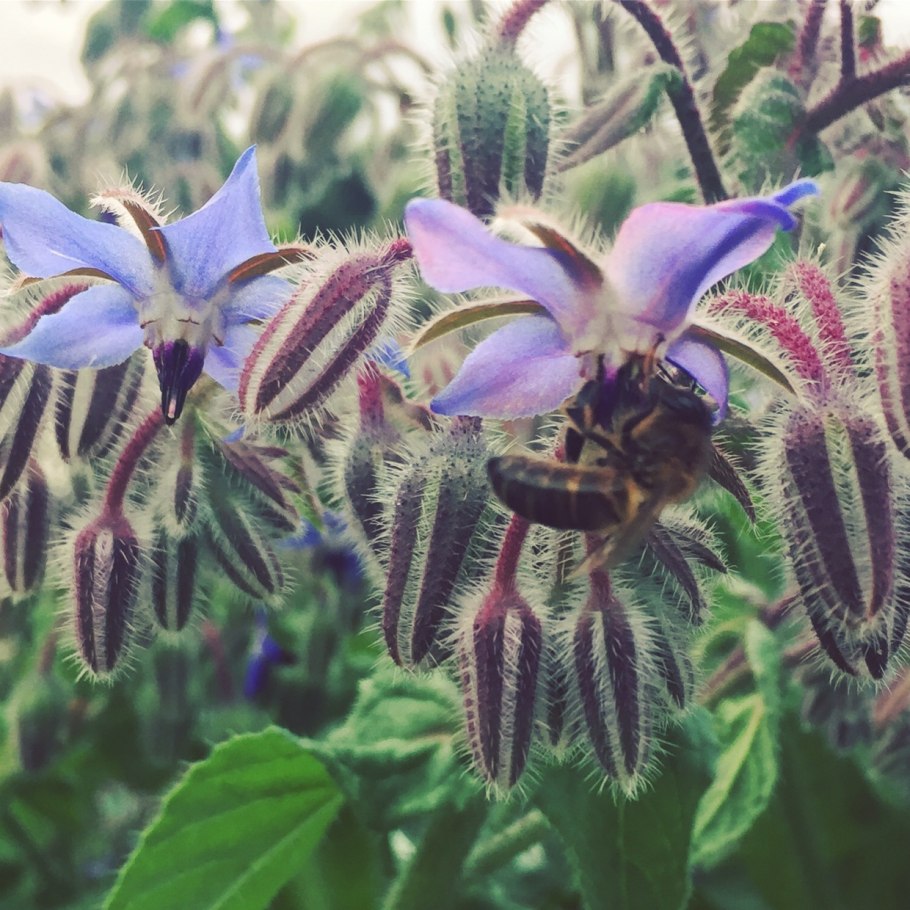 Незабудка Лесная Форгетминот